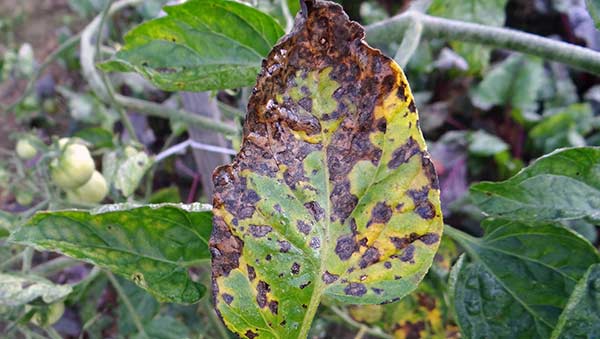 Early Blight of Potatoes & Tomatoes – Causes, Symptoms & Treatments ...